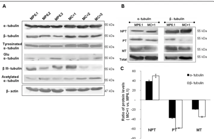 Figure 5 Effect of TBCC on different tubulins content and on subcellular tubulin fractions