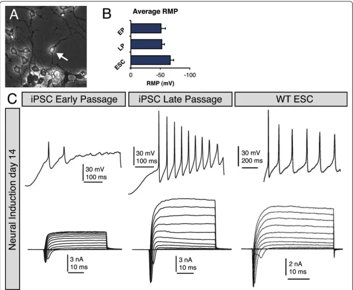 Figure 6 Electrophysiological assessment of GG3.1 iPSC-derived neurons. (A) Micrograph showing a representative neuronal cell that was targeted for recording
