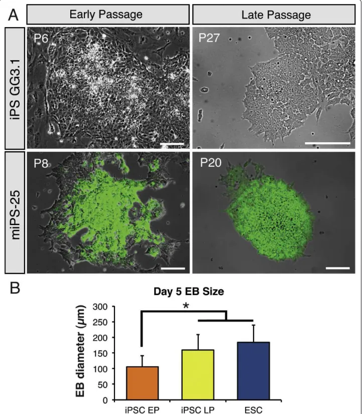 Figure 3 The effects of continual passaging on cellular morphology, colony shape and EB formation