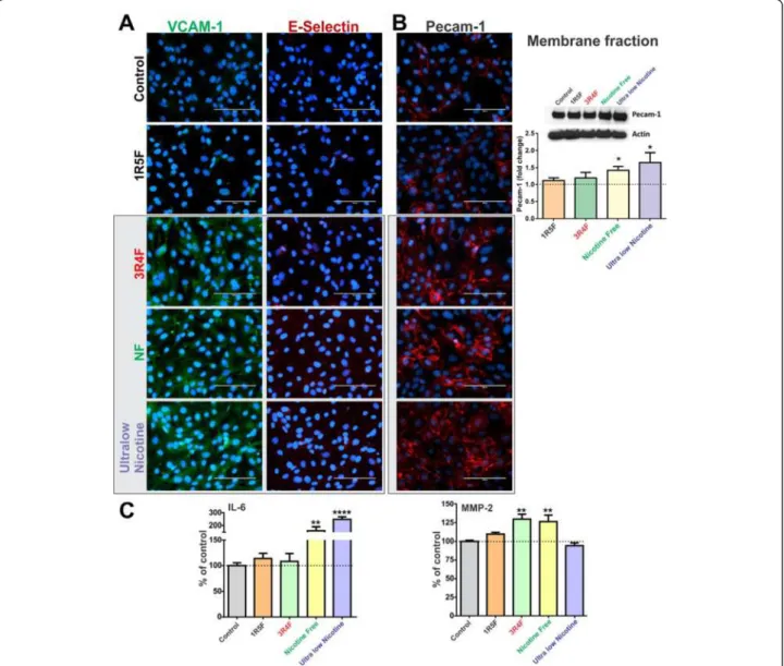 Figure 6 Immunofluorescence analysis of BBB endothelial expression of VCAM-1 and E-selectin (A) and PECAM1 (B), following exposure to CSEs from 1R5F, 3R4F, NF and ultralow nicotine cigarettes