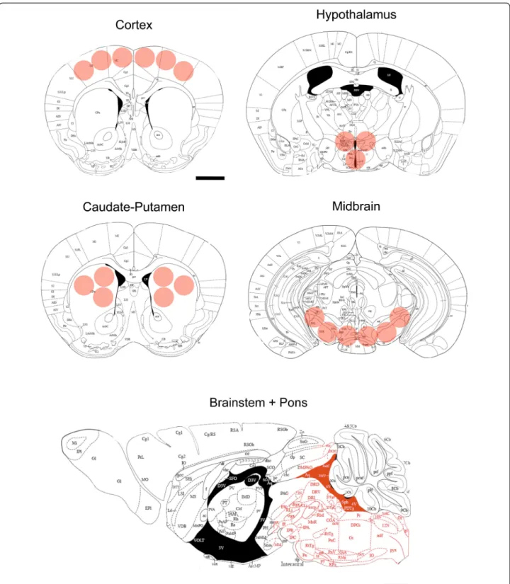 Figure 1 Summary of sampled sites. Cortical, Striatal (Caudate-Putamen), Hypothalamic, and Midbrain (Substantia Nigra + Ventral Tegmental Area) micropunched sites (respectively at +1.18, 0.98, -0.82, -3.08 from Bregma) and Brainstem + Pons area sampled map