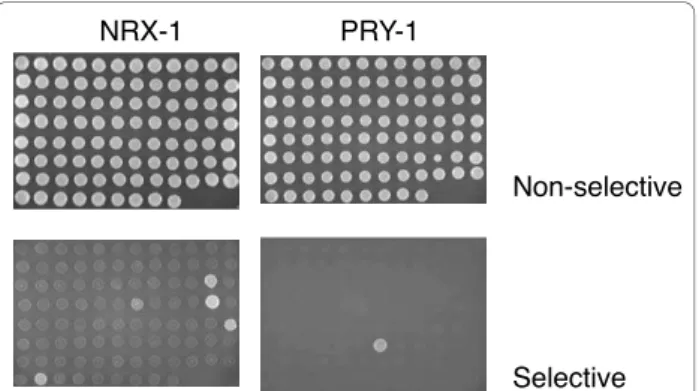 Figure 5 Y2H array for detecting interactions with PDZ domains. An array of yeast strains each expressing one of the 93 C.
