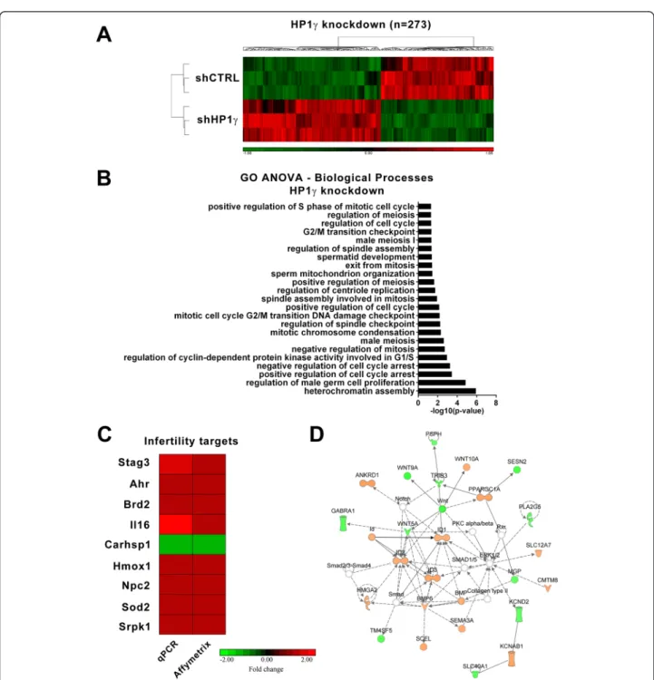 Fig. 4 Knockdown of HP1γ in male germ cells impacts processes related to mitosis and meiosis