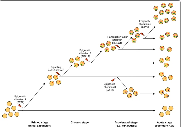 Figure 5 Schematic representation of a case of malignant myeloid disease evolving in four stages along one pathway