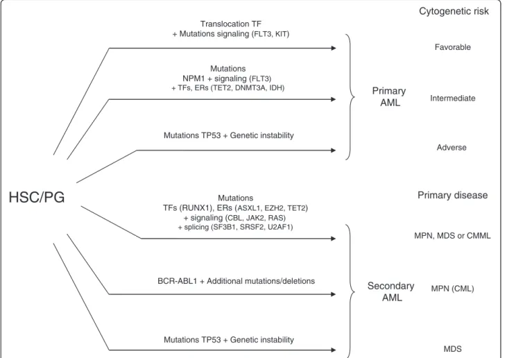 Figure 4 Schematic representation of pathways leading to acute myeloid leukemia (AML) from hematopoietic stem cell (HSC) or progenitors (PG)