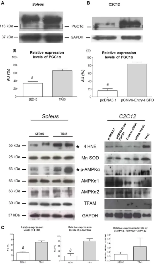 Figure 6.  PGC1 α1 levels increase in the soleus in trained mice and in transfected C2C12 cells upon  transfection with pCMV-Entry-HSPD1 vector