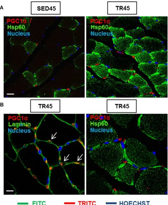 Figure 7.  The confocal microscopy analysis shows the localization of PGC1α positive cells in the skeletal  muscle tissue