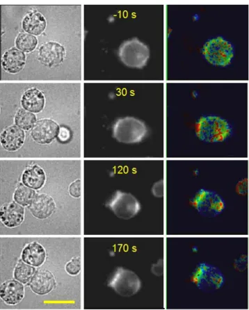 Figure 4. Synaptic and antisynaptic activation of ROZA. Sequence of events observed upon interaction of a ROZA-expressing Jurkat T-cell with superantigen-loaded Raji B cells