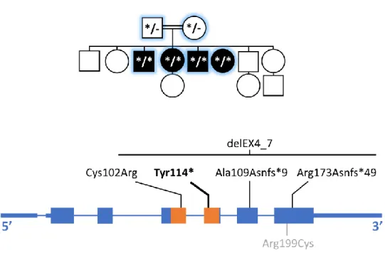 Fig. 1: Above: pedigree of the family. Individuals who have had their exome sequenced are  highlighted in blue