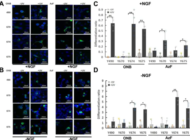 Fig. 6 TrkA-ONB and AzF mutants promote SH-SY5Y cell differentiation in response to UV Stimulation with and without NGF