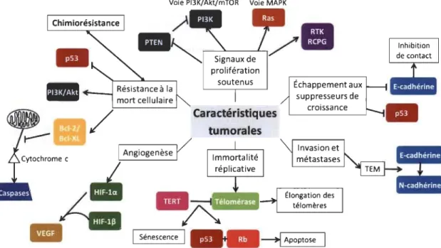 Figure 1.6  Les  grandes  caractéristiques  tumorales  et  les  principales  voies  associées