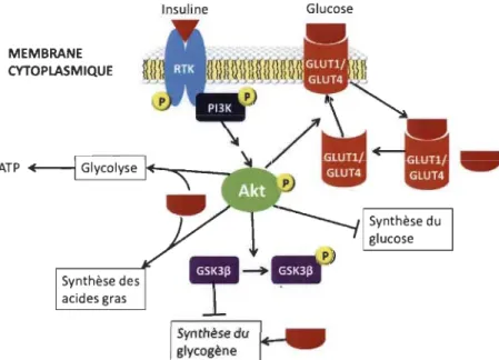 Figure 1.9  Implication d'Akt dans la régulation du métabolisme du glucose. 