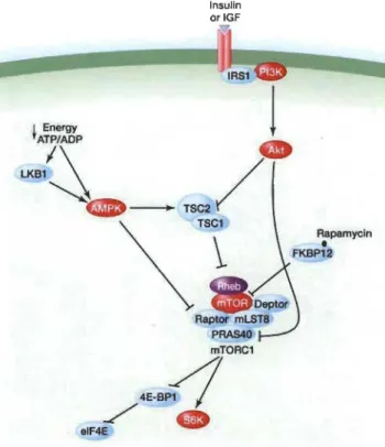 Figure 1.10  Rôle d'Akt dans l'activation de la traduction par mTORC1. 