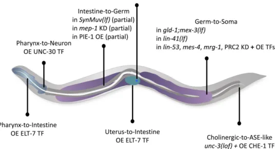 Figure 5 Schematic representation of the known experimentally induced  trans-differentiations in the worm