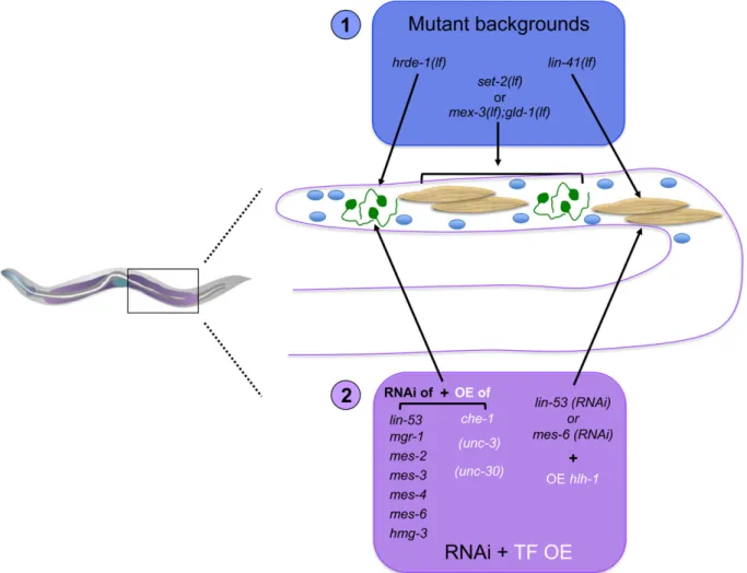 Figure 6 Germ-to-soma transdifferentiation. Translational repressors and chromatin complexes safeguard the C