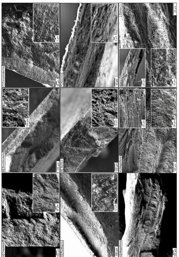 Figure II.6. Images au Microscope Electronique à Balayage (MEB) de la structure interne des coquilles de chaque espèce