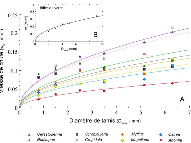 Figure II.9. (A) Vitesse de chute en fonction du diamètre de tamis pour chaque espèce