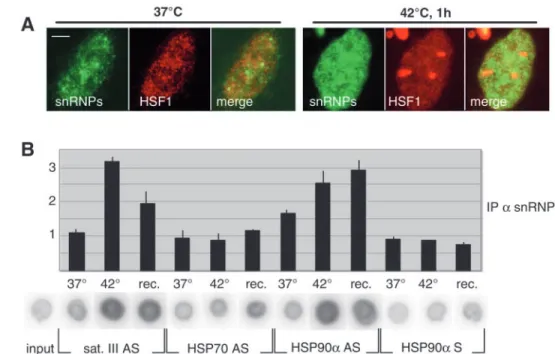 Fig. 4. Sat III transcripts are associated with Sm proteins. (A) SnRNPs (green) were detected in non heat-schocked and heat-shocked HeLa cells together with HSF1 (red)