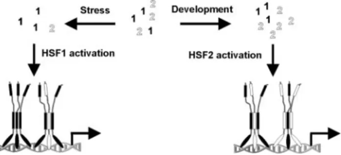 Figure 5. Schematic illustration of HSF1-HSF2 heterotrimerization as a mechanism integrating HSF activity