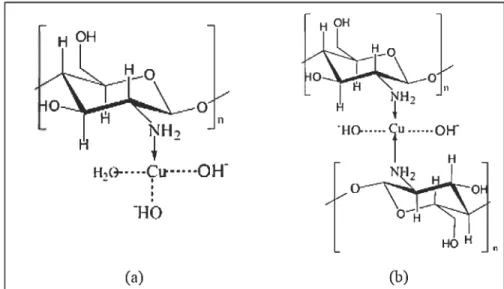 Figure 3-14  Structure du complexe chitosane-cuivre en fonction  du pH, proposée  par Rhazi et coll