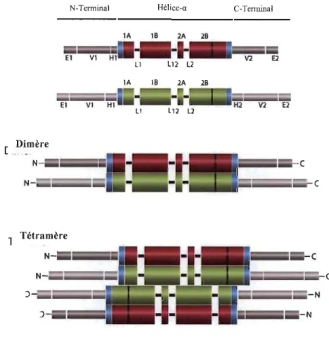 Figure 1.2  Structure des fIlaments  intermédiaires (Romberg et Magin 2014). 