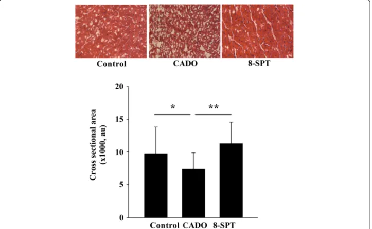 Figure 4 CADO treatment limits cardiomyocyte hypertrophy. Upper panel: representative histological sections stained with haematoxylin and eosin in remote areas showing cardiomyocyte hypertrophy