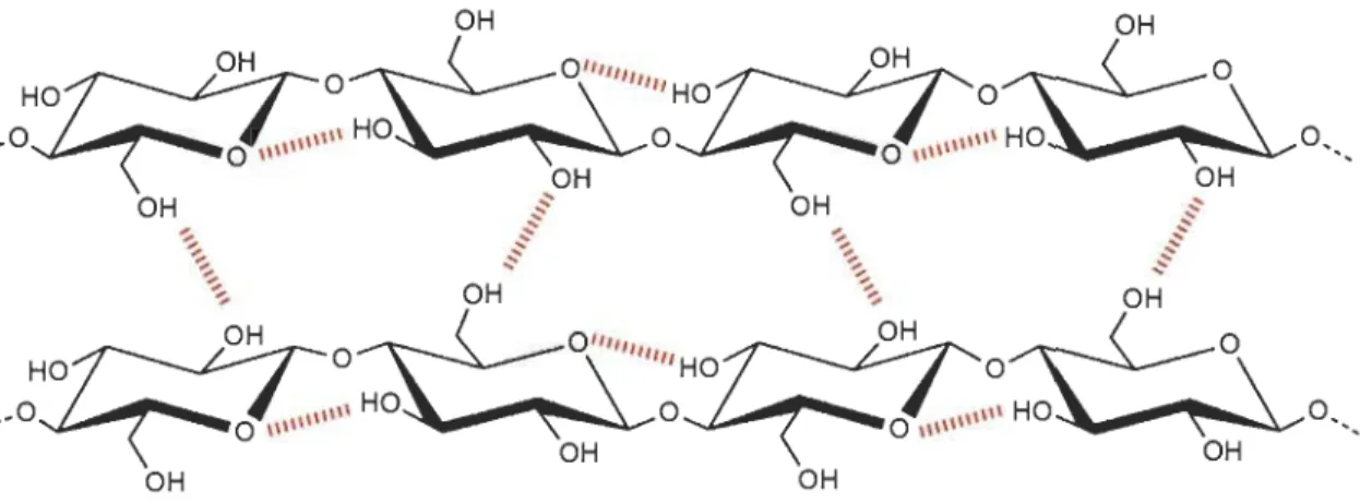 Figure 3 liaisons hydrogène intra· et intermoléculaires au sein de la cellulose 