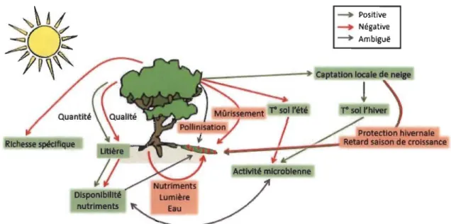 Figure  1.4  Influence  de  l' augmentation  arbustive  sur  les  processus  écosystémiques  et  leurs  conséquences sur les espèces à petits fruits