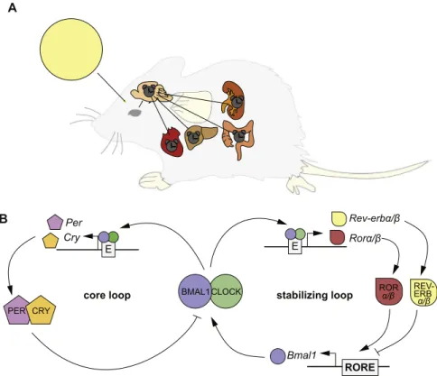 Fig. 1. The circadian timing system in mammals. (A) Schematic overview of the circadian clock system in mammals
