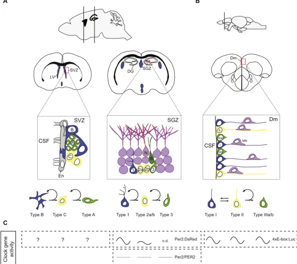 Fig. 3. Neural stem/progenitor cells in rodents and zebra ﬁ sh. (A) Sagittal and coronal mouse brain sections illustrating the main neurogenic regions: the subventricular zone (SVZ) of the lateral ventricle (LV) and the subgranular region (SGZ) of the dent