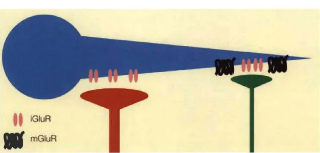 Figure 8. Les boutons terminaux inducteurs et modulateurs. 