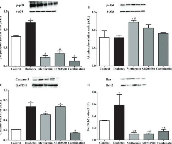 Figure 8. Determination of the effect of drugs on signaling transduction in the organ level response to myocardial ischemia/reperfusion that caused compli- compli-cations in a type 2 diabetic model