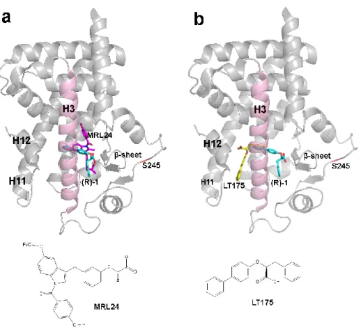 Figure 2. Phosphorylation level of double mutant F247C/G346C PPARγ.  
