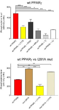 Figure 4. Phosphorylation level of PPARγ and I281A mutant in the presence of different  ligands