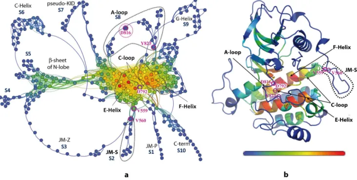 Figure 11. Communication pathways of cytoplasmic region in KIT WT . (a) 2D graph of a global topology the inter-residues communications.