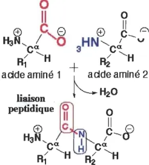 Figure 1.2  Liaison peptidique entre deux acides aminés. 