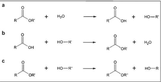 Figure 1.5  Types de réactions catalysées par les enzymes Iipolytiques. 