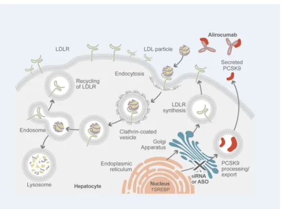 Fig. 1 Mechanism of action of alirocumab, a PCSK9 inhibitor (adapted from Lambert et al