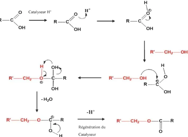Figure 2-3:  Schéma de  réaction d'une estérification en  milieu acide 
