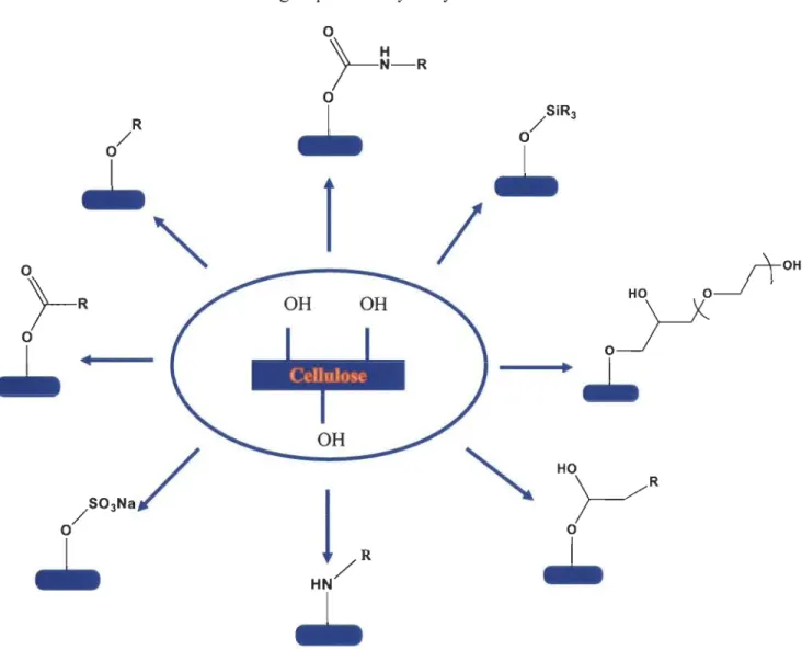 Figure 2-6:  Exemple de modifications  réalisées sur la  cellulose 
