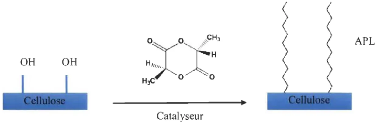 Figure 2-8:  Greffage du lactide et polymérisation d'APL in situ sur la cellulose 