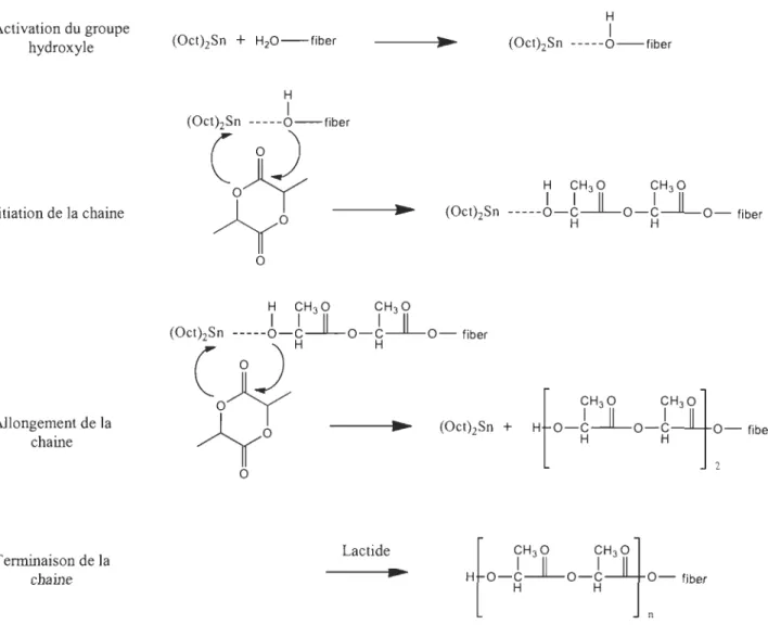 Figure 2-9: Schéma de polymérisation de l'APL sur la fibre en présence de Sn(Oct)z 