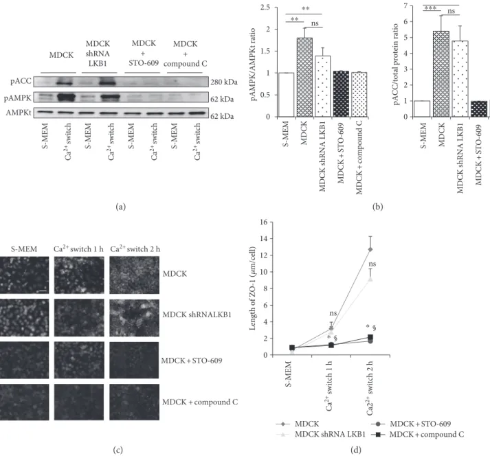 Figure 1: Role of the AMPK kinases, LKB1 and CaMKK, in AMPK activation and ZO-1 relocation following a Ca 2+ switch in MDCK cells.