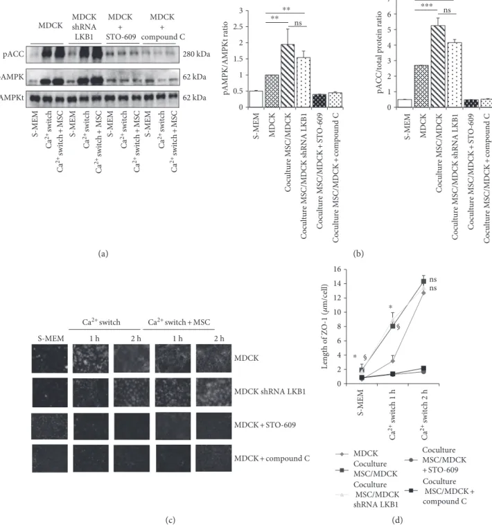 Figure 2: Impact of mesenchymal stromal cells (MSC) on AMPK activation and ZO-1 relocation following a Ca 2+ switch in MDCK cells.