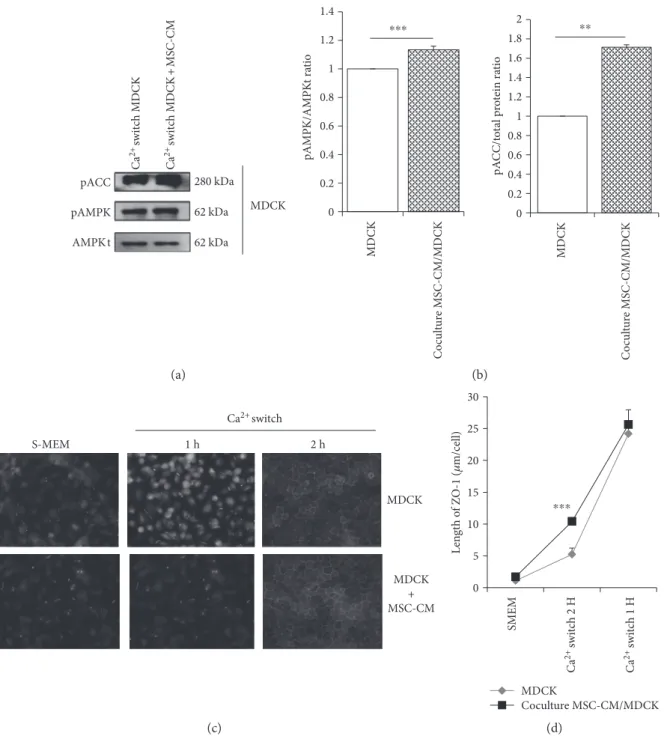 Figure 3: Impact of mesenchymal stromal cell- (MSC-) conditioned medium (CM) on AMPK activation and ZO-1 relocation following a Ca 2+ switch in MDCK cells