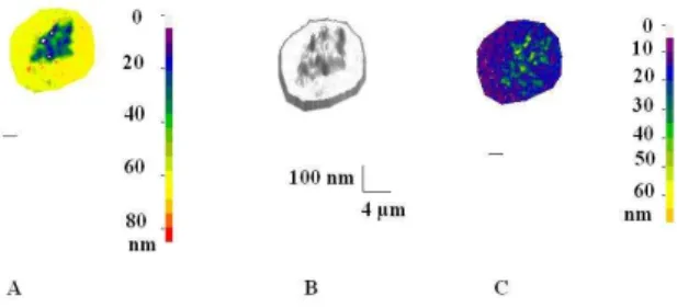 Figure  2.  Three-dimensional  reconstruction  of  cell  surface  morphology  and  dynamics  near  an  adhesive  surface