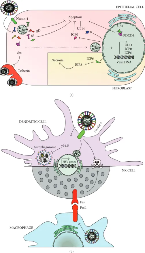 Figure 2: HSVs interfere with cell viability. HSVs encode determinants that modulate cell viability