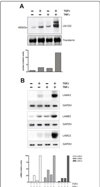 Figure 1 Synergistic induction of laminin-332 in human adenoma cells in response to inflammatory cytokines TGFb and TNFa