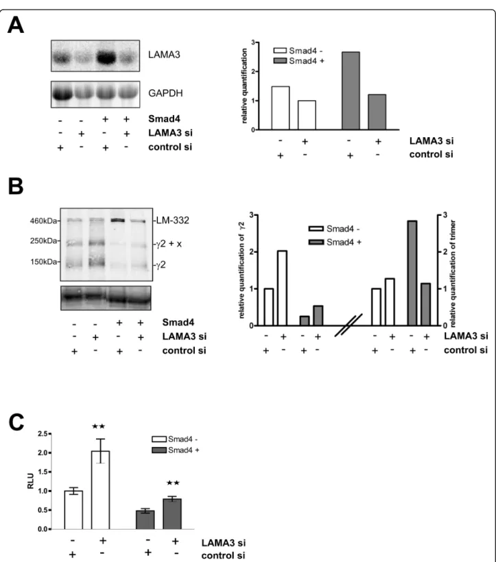 Figure 5 Induced release of monomeric laminin-g2 upon transient laminin-a3 knockdown in SW620 cells and its impact on cell migration