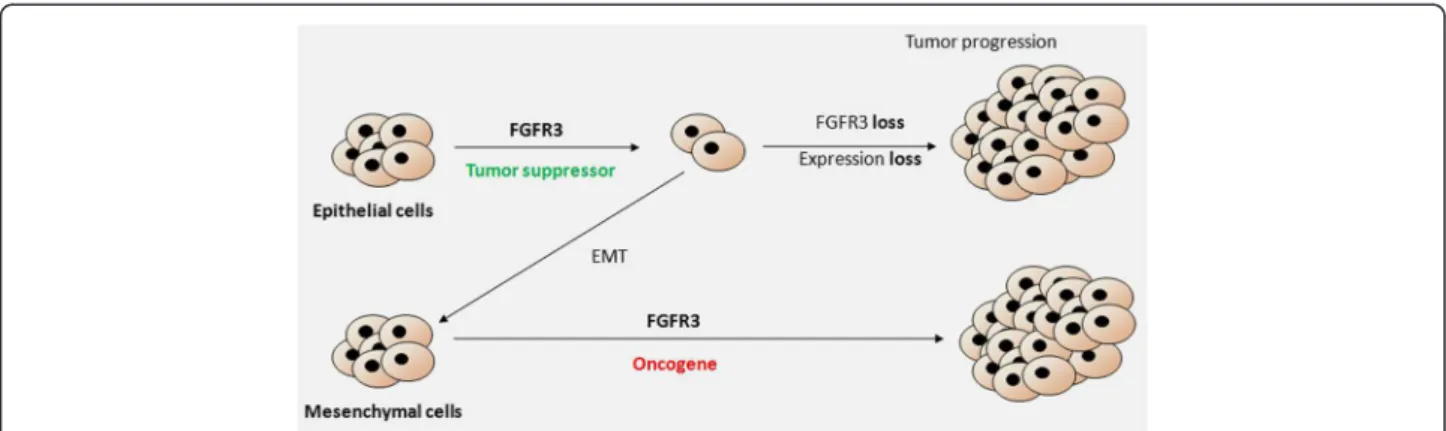 Figure 6 FGFR3 actions in pancreatic cancers: a working model. FGFR3 action in cancer cells from epithelial origin limits tumor growth.